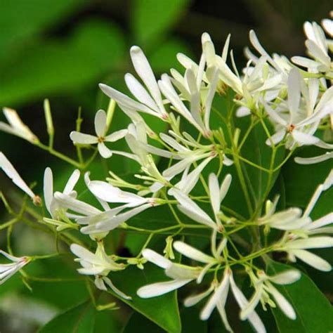 夜來香屬|夜來香[多年生藤狀纏繞草本植物]:夜來香（學名： (Burm. f.) 